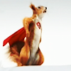 mad_jaks: Squirrel in a cape (Super Murray)