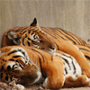 tigerhazard: (relaxed tiger hug)