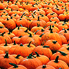 sporky_rat: A field of orange pumpkins. (autumn)