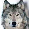 everywere: (Wolf)