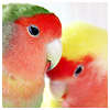 lovebirds: cute snuggling lovebirds (Default)