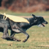 scottishdeerhounds: (Grand Prix)