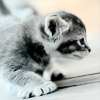 sally_maria: (Cute Cat)