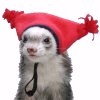 piratesmile331: (ferret with hat)