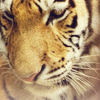 zanzando: A close-up of a tiger, looking down. (Tiger inside.)