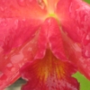 the_brass_bee: (my photos, orchid)