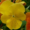alouzon: (Flowers -- Yellow Pansy)