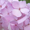 alouzon: (Flowers -- Pink Flowers)