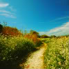 barefootsong: dirt path with yellow flowers on either side and blue sky above (the road goes ever on)