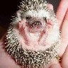lferion: Hand holding small tiggie on its back (Tiggy_hand)