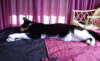 ext_242450: (Default)