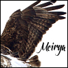 meirya: (hawk, meirya, rough-legged hawk, therian)