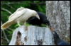 northwestmagpie: (Default)
