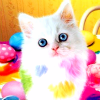 fairwells: rainbow kitty ([stock] rainbow kitty)