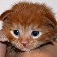 nancylea57: (ginger puss)