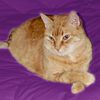 acelightning: big orange cat in relaxed pose (Loki-1)