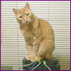 acelightning: large orange cat with quizzical expression perched on hub/router (routercat)