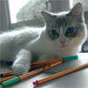 quoting_mungo: Photo of my ragdoll cat playing with some pens (artsy_mungo)