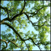 forthwritten: looking up through a tree's branches and leaves against a blue sky (the trees they grow high)