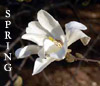 ayinhara: Picture of a white blossom on a tree. Picture taken a New York Botanical Garden. (Spring)