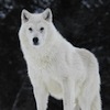 dogspelledbackward: Except not really. (Just a wolf.)