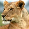 death_gone_mad: A lioness, head turned around (lioness turned)