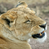 death_gone_mad: Annoyed lioness (lioness annoyed)