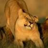 death_gone_mad: A lioness streeeeeeching (lioness stretch)
