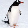 alwayspenguins: (Default)