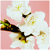 afternoons: (misc. :: cherry blossoms)