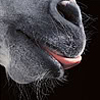 starstrider: From a photo by Tom Flach (Equine -- Lick)