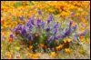 moose_squirrel: taken at Antelope Valley Poppy Reserve, California (pic#646173)