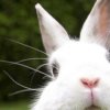 sayhellogoodbye: (bunny peeking)