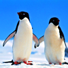 brightflower: (PENGUINS!!)