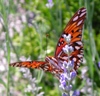 shadowycat: (Butterfly)