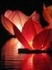 lanterne_rouee: multicolored lotus lanterns floating on water at night (lotus water lanterns)
