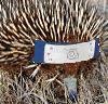 ext_376090: An echidna wearing a ninja headband (ianto)