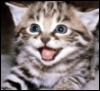 bookwrm89: (Happy Kitty)