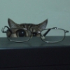 hypatia: a cat crouching behind glasses; one of the cat's eyes is magnified by the left lens of the glasses (glassescat)