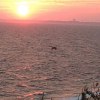 untonuggan: a raptor silhouetted against a sunet over the beach (bird sunset)
