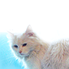 shmyshmy: (kitty - Mina blue)