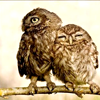 perspi: (Owls!)