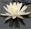 hermitty: photo of a lotus flower floating on top of the water (lotus flower)