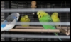 twinchaosblade: Four budgies, blue-white, yellow and green (Budgies)