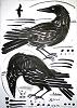 2corbies: (crows)