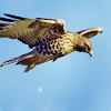 falconiformes: (⤥　Ｉｎ　ｔｈｅ　Ｓｋｙ　)