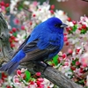 callmecathy: Blue Bird (Default)