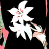 senseandcecilbility: (Each little flower that opens)
