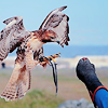 falconiformes: (⤥　Ｆａｌｃｏｎｒｙ)