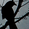 knightwinged: (tis some visitor and nothing more)